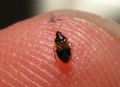 Orius niger
